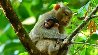 Young monkey Katrina gave birth in Savana group