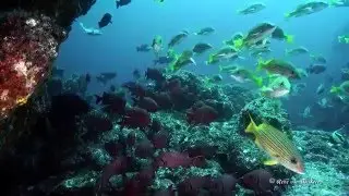 2015 10 Costa Rica   Cocos Island