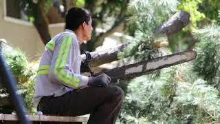 Commercial Trees Service San Jose CA - Bay Area Tree Specialists