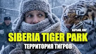 Харбин. Территория тигров. Владыки северных снегов.