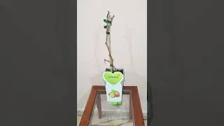 le kiwi autofertile