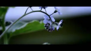 Sony HDR-AX2000 video test