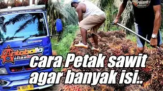 CARA PETAK SAWIT AGAR BANYAK TONASE...
