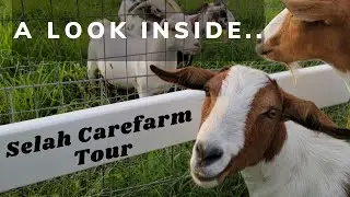 A Tour of Selah Carefarm and Andy&rsquo;s Sanctuary