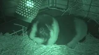 【ナイトショット】　【赤外線】　【NIGHTSHOT】　【ビデオカメラ】　【SONY(ソニー)　HDR-CX700V 】　【1920&times;1080／60p】　【テディモルモット】　【クマちゃん】