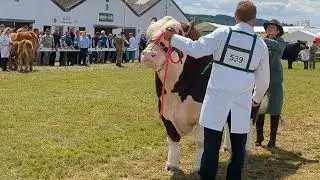 Pedigree cattle judging at the Great Yorkshire Show 2023