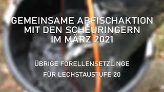 Huchenaufzucht Kinsauer M&uuml;hle | Abfisch- und Besatzaktion Forellensetzlinge f&uuml;r die Lechstaustufe 20