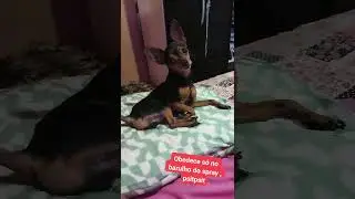 Pinscher Thor beb&ecirc; 🍼🍼