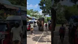Sri Lankan pets ？！ #srilanka #travel #pets #elephant #shorts