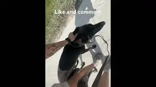 How to fix leash pulling with a dog #dogs #dogs #pets #doggielife