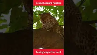 Leopard hunting #wildlife #huntingstrategy #deerhunting #shorts #youtube #viral