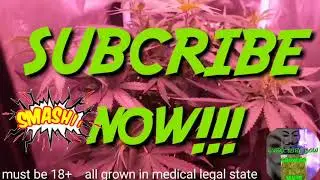 Mother plant Pennywise update - Cheap Budget Marijuana grow tent