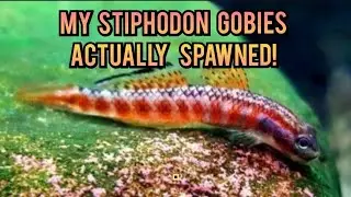 The One Reason Most Gobies Can't Be Tank Raised Why Goby Fry Can't Survive Aquarium Spawning, Sadly.