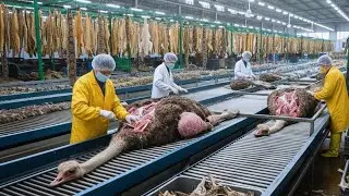 (FULL SHOW) Inside the Ostrich Leather Factory: From Farm to Production of Luxury Jackets, Shoes