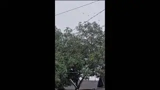 LIVE Calm Rain and Wind with Gentle Thunder | Relaxing Ambience