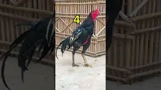#aseelmurga #fullsupport #hanzala #roosterfarm #birds #swataseels #cheenaaseel #mianwaliaseels