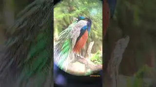Look at those colours, Peacock drying his feathers after a rain! #kabini #safari #wildlife #birds