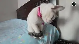 #৫ আজকে আমাদের বিল্লি রাগ করেছে ।