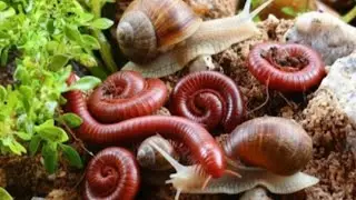 Millipede's Journey Through a Snail World #Millipede #NatureDiscovery #UnexpectedMeeting