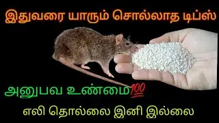 இந்த ஒரு பொருள் போதும் எல்லா எலிகளும் வீட்டை விட்டு தலைத்தெறிக்க ஓடிவிடும்😱|| kitchen tips in tamil