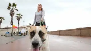 Pet Gear From Kuma Outdoor Gear