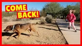 Sandy Ran Away 😟 LOST DOG + RV Camping