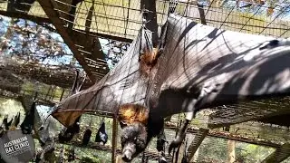 Megabats rescued in care getting some sun Flying-foxes Fruit Bats
