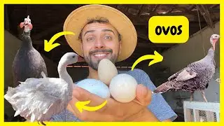Coletando Ovos de Ganso Sebastopol - Perua e Angola Preta | Gutejando