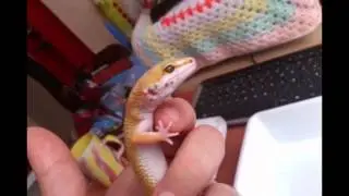 White and Yellow Super Hypo Tangerine  Leopard Gecko