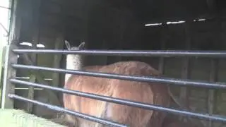 Llama Farm!