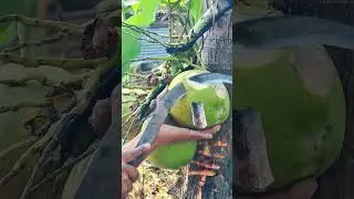 Coconut water hunting #shorts #short #viral #coconut #satisfying #bamboo1 #fashiontrends #fruit