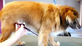 Grooming Guide - Grooming a Dog #32