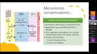 Entendiendo el equilibrio ácido base