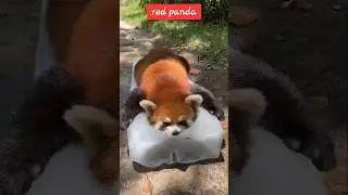 #animals #redpanda #cat #youtubeshorts #shortsviral #shortsvideo