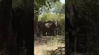 How Climate Change is Killing Large Animals