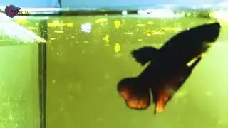 Black ghost fighter, Betta Whisper
