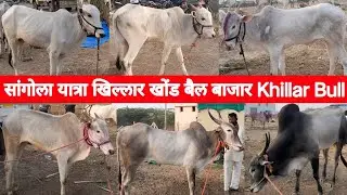 सांगोला यात्रा खिल्लार खोंड बैल बाजार | Sangola Yatra Khillar Bull Market