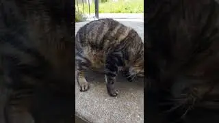 聽說鄰家的貓咪喺屋企門口等候代表著財源滾滾來❤️Cat brings Lucky! #cat