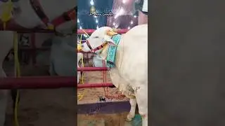 Biggest Sibbi Bull || 2024 Qurbani Gorur Haat || #shorts #pets #animals #cow #goru