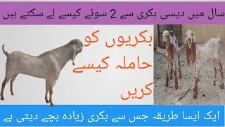 Goat breeding tips|goat breeding season|goat synchronisation protocols|flushing goats for breeding