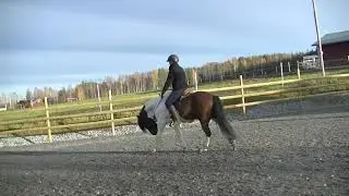 Töltsättning passaktig häst