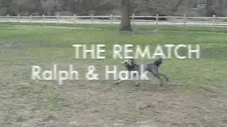 DOG WALKING & DOG BOARDING TORONTO