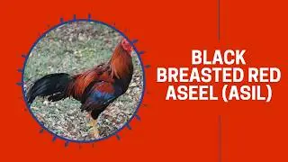 Black Breasted Red Aseel Chicken Breed (Breeder Flock) | Cackle Hatchery