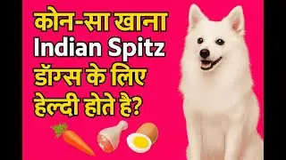 कौन खाना Indian Spitz डॉग्स के लिए हेल्दी हैं ?
