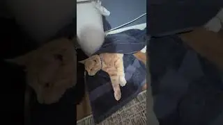 Este Gato Muy Tremendo #foryou #cat #animals #live #love #best #cat