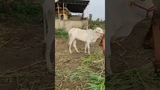 Small farm House agriculture farming shorts'