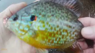 A few yellow perch wanted to go water skiing (ft. NEW Ol'Faithful!)