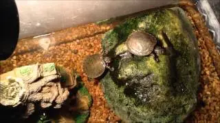 Turtles and Crabs