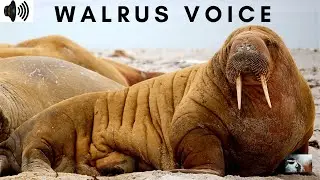 WALRUS VOICE | ODOBENUS ROSMARUS | FLIPPERED MARINE MAMMAL | ODOBENIDAE | ATLANTIC| ROAR |TRIZZLER|