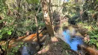 Stream Meanders Through Woods & Hear Squirrel at Bear Creek Nature Trail! Winter Springs, Florida 